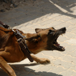 aggressive german shepherd