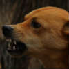  angry upset dog