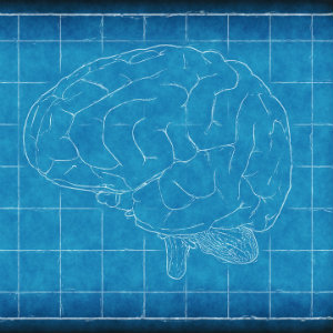 blueprint of the brain