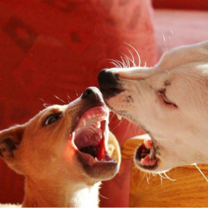 brown dog and white dog fighting