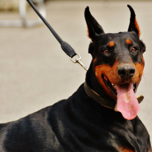doberman on a leash