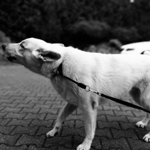 dog pulling on leash