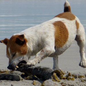 jack russell terrier biting log