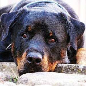 rottweiler closeup
